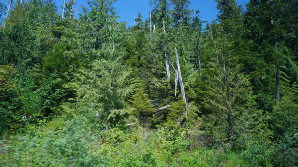 アラスカ州 アメリカの緑の木々と山の風景 — ストック写真