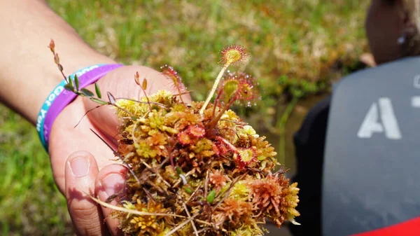 hand with purple and blue bracelets holding a small carnivorous plant near a lake in Alaska