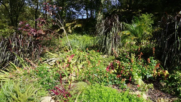 Gartenlandschaft Baskenland Mit Pflanzen Und Blumen Und Fröhlichen Farben — Stockfoto