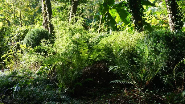 Landskap Trädgård Baskien Med Växter Och Blommor Och Glada Färger — Stockfoto