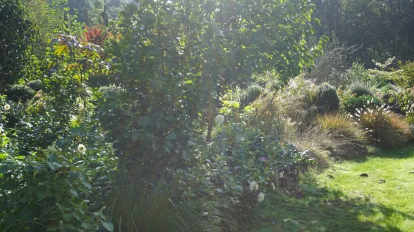 Paisagem Jardim País Basco Com Plantas Flores Cores Alegres — Fotografia de Stock