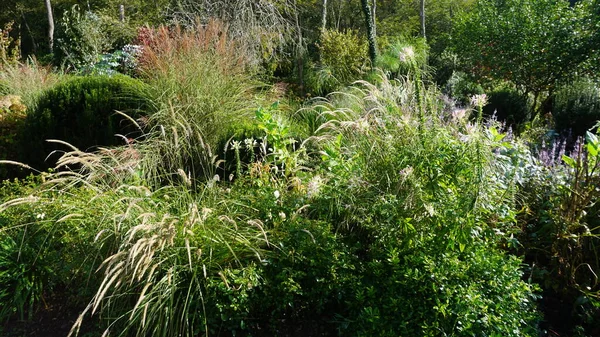 Paysage Jardin Pays Basque Avec Des Plantes Des Fleurs Des — Photo