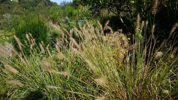 Paisaje Jardín País Vasco Con Plantas Flores Colores Alegres — Foto de Stock