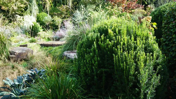 Paysage Jardin Pays Basque Avec Des Plantes Des Fleurs Des — Photo