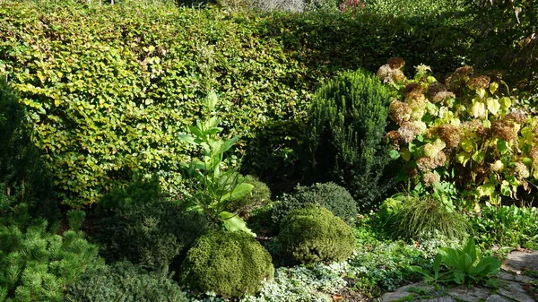 Paisaje Jardín País Vasco Con Plantas Flores Colores Alegres — Foto de Stock