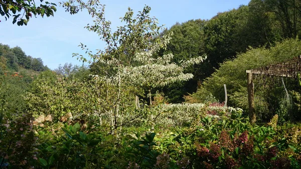 Landskap Trädgård Baskien Med Växter Och Blommor Och Glada Färger — Stockfoto