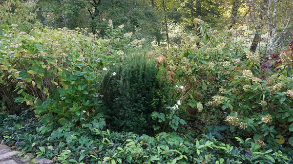 Landschap Van Een Tuin Baskenland Met Planten Bloemen Vrolijke Kleuren — Stockfoto