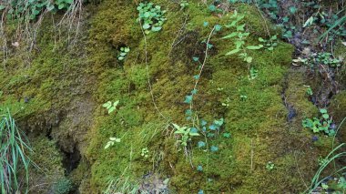 Navarra dağlarındaki bir ormanın yaz manzarası