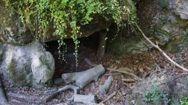 Navarra dağlarındaki bir ormanın yaz manzarası