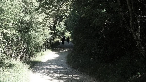 Sommerlandschaft Eines Waldes Den Bergen Navarras — Stockfoto