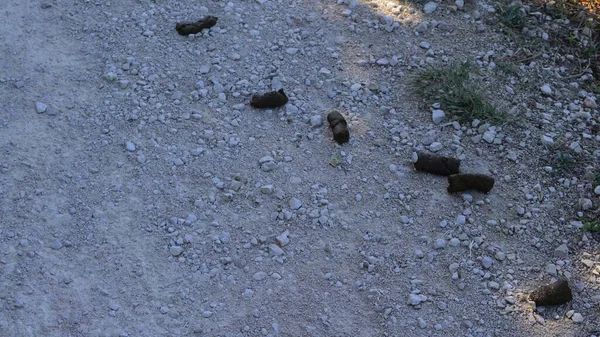 ナバラの田舎道での犬の排泄物 — ストック写真