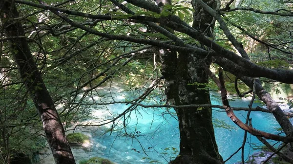 纳瓦拉山区森林中水晶水的景观 — 图库照片