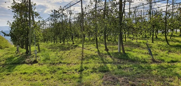 plantation of pear trees in the form of vines