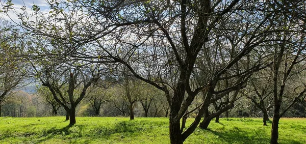 Bask Ülkesinde Sonbaharda Elma Ağaçlarının Manzarası — Stok fotoğraf