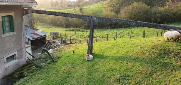 Овцы Куры Сельской Ферме Доностиа Сан Себастьян Стране Басков Испания — стоковое фото