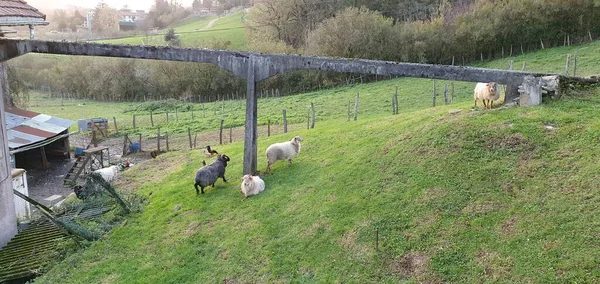 Вівці Кури Сільській Фермі Доностії Сан Себастьяні Країна Басків Іспанія — стокове фото