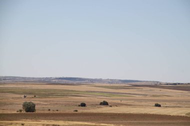 İspanya, Castilla Leon 'da yaz sonunda kuru tarım arazileri.