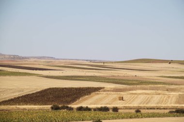İspanya, Castilla Leon 'da yaz sonunda kuru tarım arazileri.