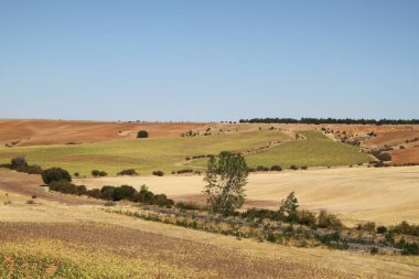 İspanya, Castilla Leon 'da yaz sonunda kuru tarım arazileri.