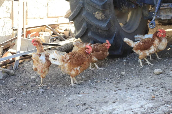Kycklingar Vid Ratten Traktor — Stockfoto
