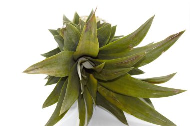 Beyaz arka planda izole edilmiş ananas yaprakları