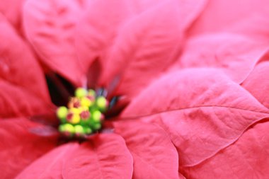 İzole kırmızı noktalar Noel ziyafeti.