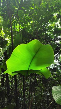 Afrika 'da Sao Tome ve Principe ormanları.
