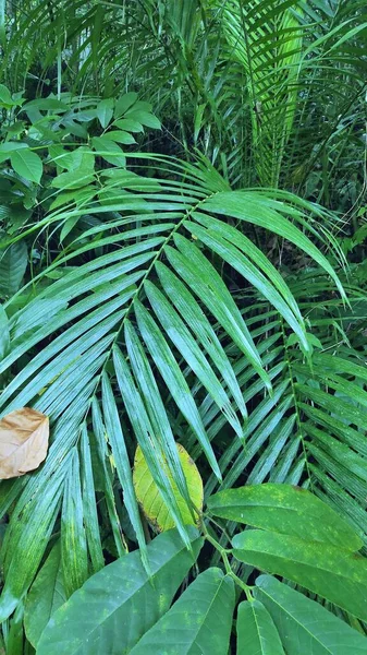 Skogslandskap São Tomé Och Príncipe Afrika — Stockfoto