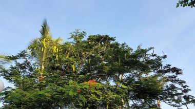 green and yellow palm tree with blue sky