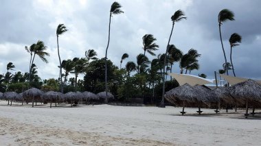Dominik Cumhuriyeti 'nin Punta Cana sahilinde palmiye ağaçları ve palmiye ağaçları..