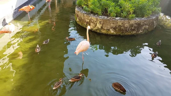 Flamencos Rosados Estanque Hotel Punta Cana —  Fotos de Stock