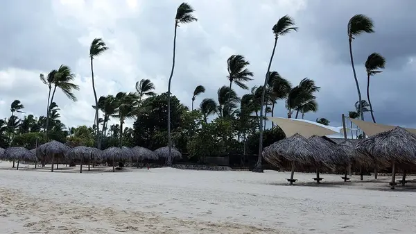 Palmové Deštníky Palmy Pláži Punta Cana Dominikánské Republice — Stock fotografie