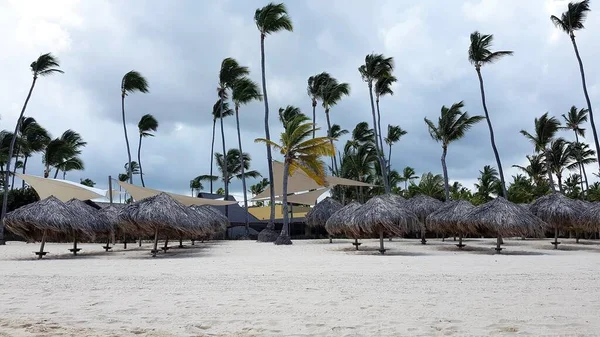 多米尼加共和国蓬塔卡纳海滩上的棕榈叶雨伞和棕榈树 — 图库照片