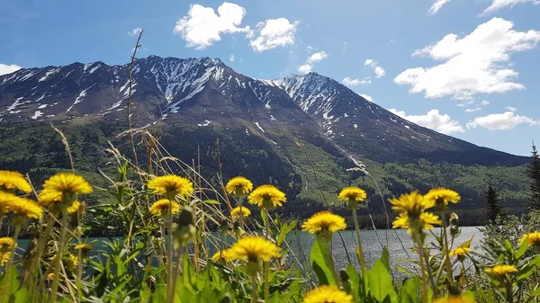 Landscape Mountains Blue Waters Green Trees Border Alaska Canada Spring — Stock Photo, Image