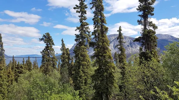 Paesaggio Montagne Acque Blu Alberi Verdi Confine Tra Alaska Canada — Foto Stock