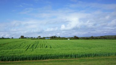 Kenya 'daki tarımsal alanların bulanık manzarası mavi gökyüzü ve beyaz bulutlar