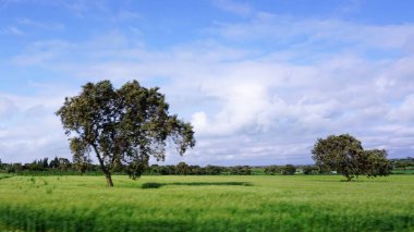 Kenya 'daki tarımsal alanların bulanık manzarası mavi gökyüzü ve beyaz bulutlar