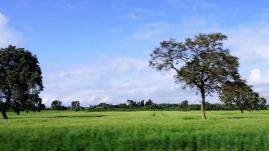 Kenya 'daki tarımsal alanların bulanık manzarası mavi gökyüzü ve beyaz bulutlar