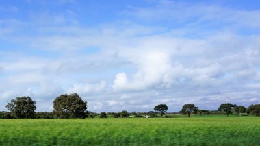 Kenya 'daki tarımsal alanların bulanık manzarası mavi gökyüzü ve beyaz bulutlar