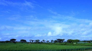 Kenya 'daki tarımsal alanların bulanık manzarası mavi gökyüzü ve beyaz bulutlar