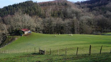 Guipuzcoa, Pais Vasco, İspanya 'daki Adarra Dağı' nın arka planında yeşil bir çayırdaki koyunlar.