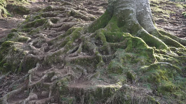 Fundo Raízes Musgo Uma Floresta Faia Monte Adarra Guipuzcoa Pais — Fotografia de Stock