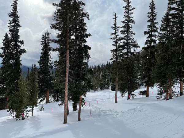 Pine trees and snow at Keystone Station in Colorado United States