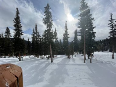 ABD 'nin Colorado kentindeki Keystone Kayak Tesisi' nde 24 Ocak 2021 'de kar üzerinde yeşil köknar ağaçları ve mavi gökyüzünde beyaz bulutlar.