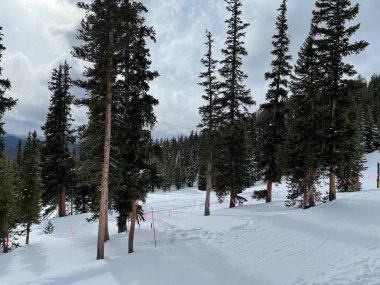 24 Ocak 2021 'de Colorado, ABD' deki bir kayak merkezinde kar üzerinde beyaz bulutlu yeşil köknar ağaçlarının manzarası.