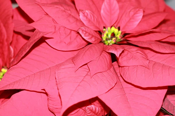 Czerwony Kwiat Poinsettii Izolowany Białym Boże Narodzenie Kwiaty — Zdjęcie stockowe
