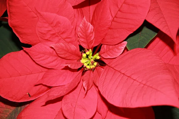 Flor Poinsettia Roja Aislada Blanco Flores Navidad — Foto de Stock