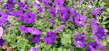 Mor kar damlası çiçeklerinin arka planı Bahar çiçekleri.