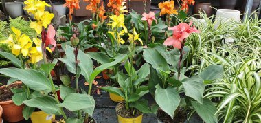 canlı renkli çiçek arkaplanı. bahar çiçekleri