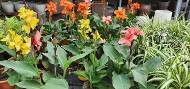 canlı renkli çiçek arkaplanı. bahar çiçekleri